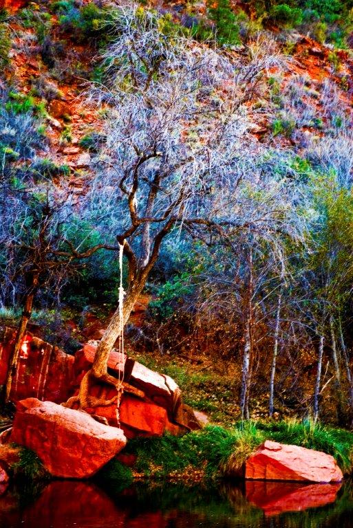 Tree Magic of Sedona by stephenbrunophotography.com