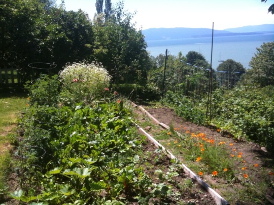 The backyard bayside vegetable garden