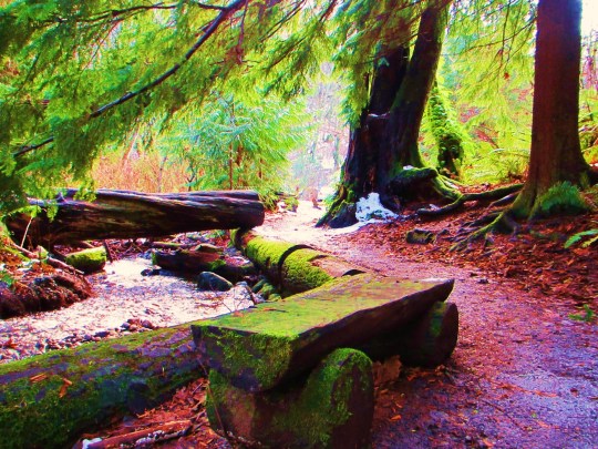 One of my favorite places to visit, the Faery Bridge of Carkeek Park in Seattle