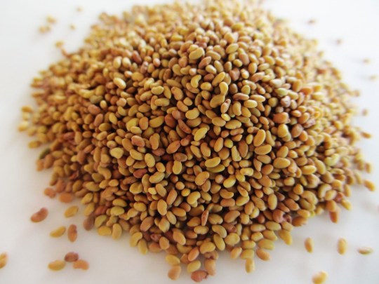 Organic Alfalfa Seeds