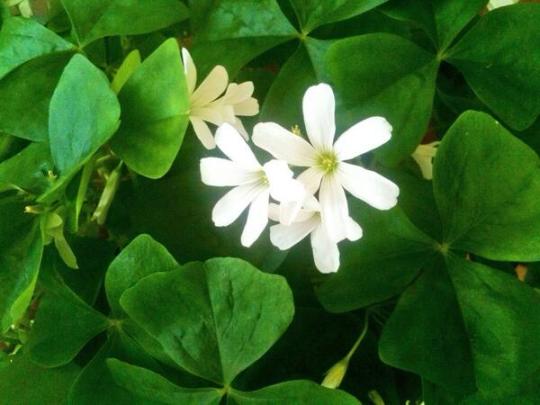 Magical Shamrocks