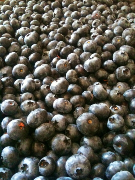 A Bounty of Organic Blueberries