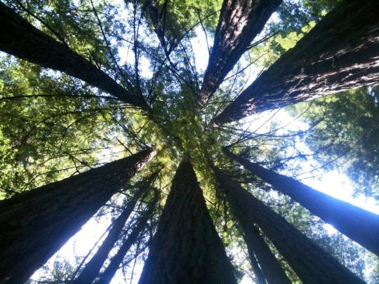 Ascension Circle in Sonoma County, CA