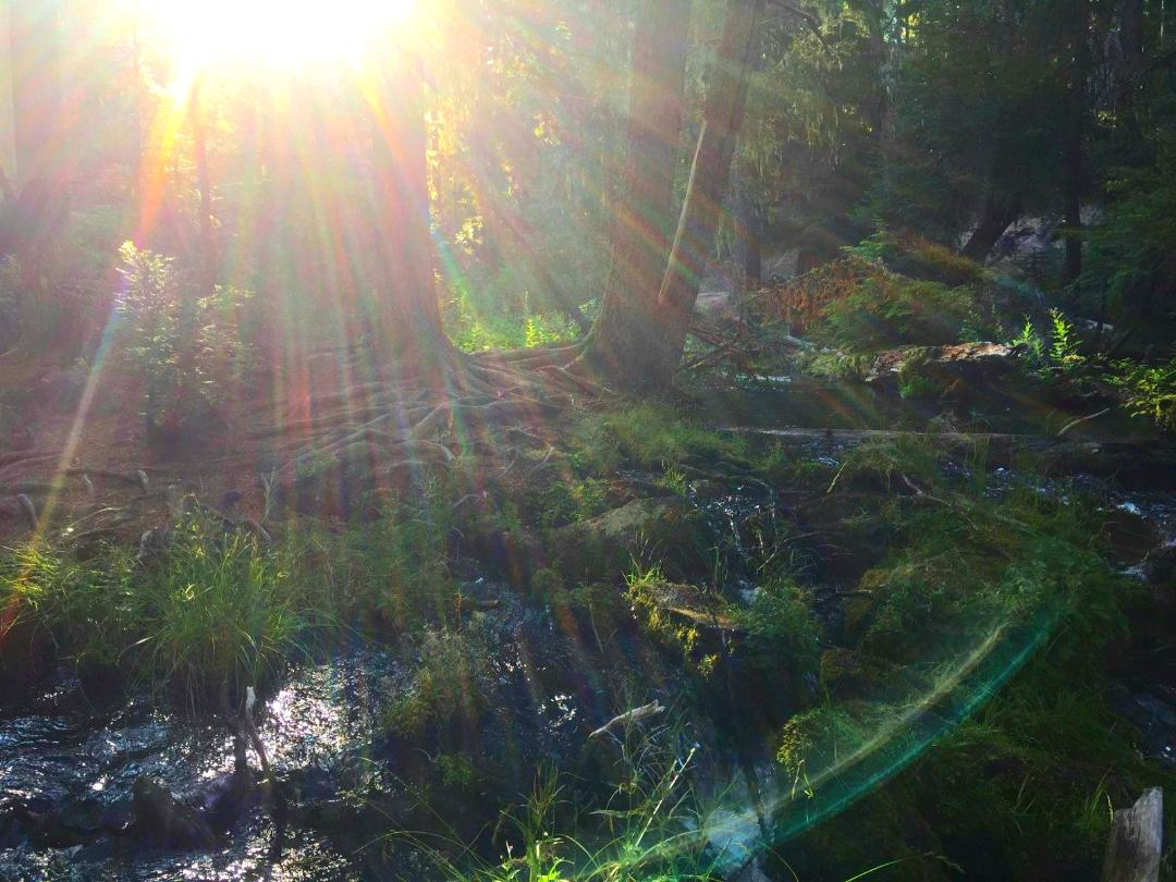 The Enchanted Forest, photo by Shana 